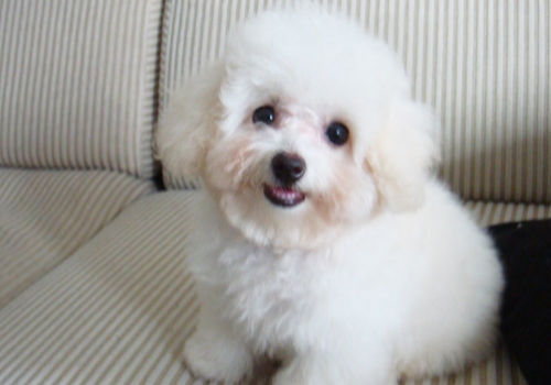 山東現代畜牧獸醫專修學校教你解決寵物淚痕 山東現代畜牧獸醫專修學校教你解決寵物淚痕