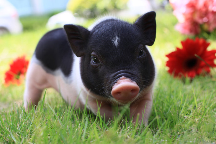 山東現代畜牧獸醫專修學校:冬季怎么預防豬喘氣病 山東現代畜牧獸醫專修學校:冬季怎么預防豬喘氣病