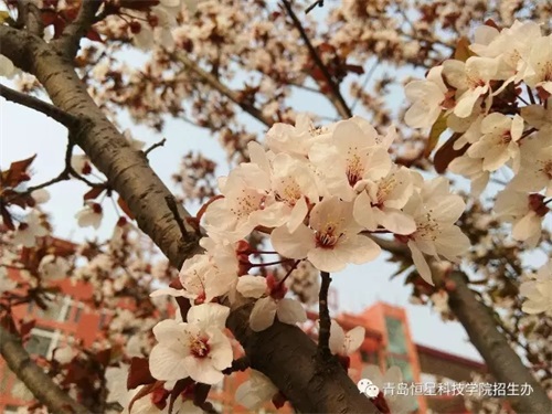 青島恒星科技學(xué)院2019年第二次單獨(dú)招生 報(bào)考須知! 青島恒星科技學(xué)院2019年第二次單獨(dú)招生 報(bào)考須知!